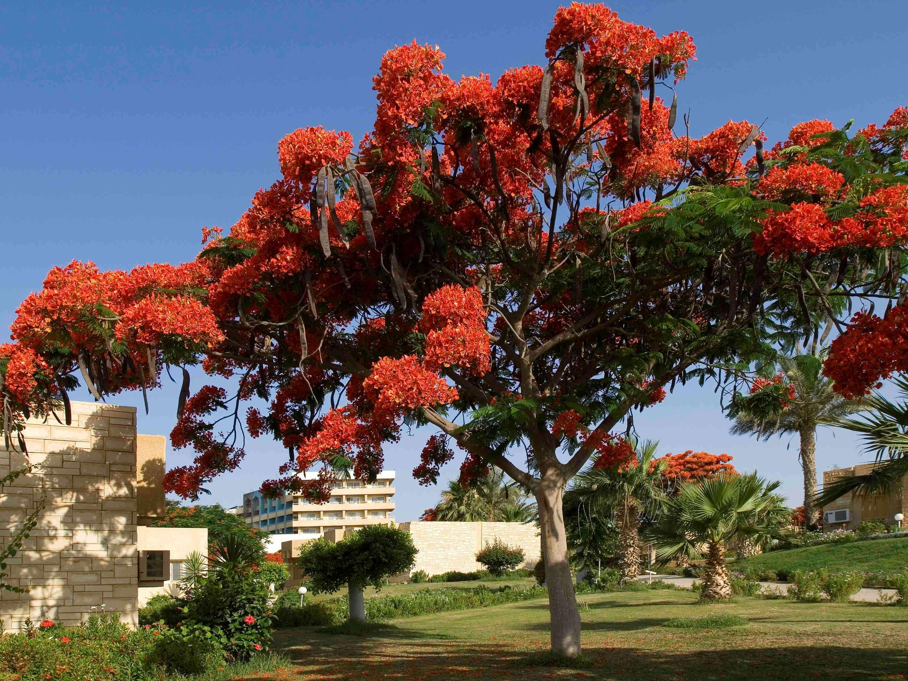 Mercure Ismailia Forsan Island Экстерьер фото